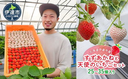 北海道 伊達市 すずあかね と 天使 の いちご セット 25〜35個入り 苺 イチゴ スイーツ デザート 果物 甘い 赤 白 鮮やか 新鮮 ケーキ お菓子作り 希少