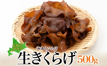 湘南しいたけ 生 きくらげ 500g きくらげ 木耳 キクラゲ 生 ぷりぷり プリプリ こりこり コリコリ 栄養 ヘルシー ダイエット 中華 アレンジ スープ サラダ 新鮮 きのこ キノコ 弾力 みずみずしい 北海道 伊達市