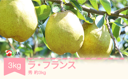 ラ・フランス 洋梨 ラフランス 秀 約3kg 2024年産 令和6年産 果物 山形県産 ja-lasyx3 ※沖縄・離島への配送不可