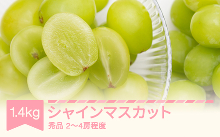 先行予約 2025年産 シャインマスカット 秀品 約1.4kg (2〜4房程度) 山形県産 フルーツ 果物 くだもの ぶどう 葡萄 ブドウ sb-busmx1400 ※沖縄・離島への配送不可