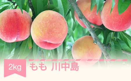 [先行予約]もも 桃 川中島 約2kg 令和7年産 2025年産 果物 ja-moknx2 ※沖縄・離島への配送不可