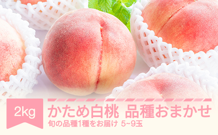 [先行予約]かため白桃おまかせ もも 桃 品種おまかせ 約2kg 令和七年産 2025年産 果物 mm-mokox2000 ※沖縄・離島への配送不可