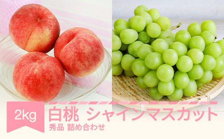 先行予約 白桃秀品&シャインマスカット 品種おまかせ 詰め合わせ 約2kg 令和七年産 2025年産 果物 送料無料 ns-fshsx2