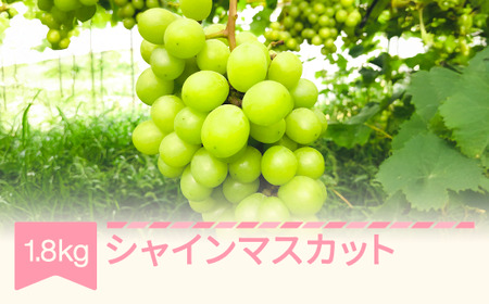 ys\z 2025NY VC}XJbg 1.8kg R`Y t[c ʕ  Ԃǂ  uhE Eւ̔zs  fh-busmx1800