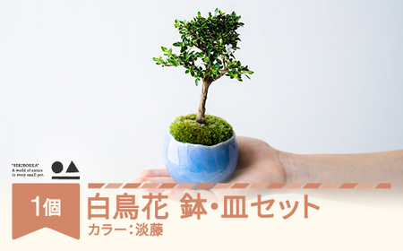 [鉢皿色・淡藤] 白鳥花 ハクチョウゲ 0.35kg 盆栽 植物 石木花 sw-bohkx380 ※沖縄・離島への配送不可