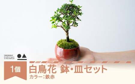 [鉢皿色・鉄赤] 白鳥花 ハクチョウゲ 0.35kg 盆栽 植物 石木花 sw-bohkx380 ※沖縄・離島への配送不可