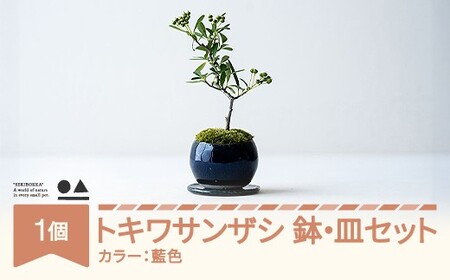 [鉢皿色・藍色] トキワサンザシ 常盤山査子 0.35kg 盆栽 植物 石木花 sw-botkx380 ※沖縄・離島への配送不可