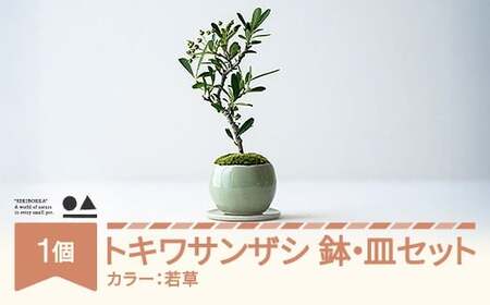 [鉢皿色・若草] トキワサンザシ 常盤山査子 0.35kg 盆栽 植物 石木花 sw-botkx380 ※沖縄・離島への配送不可