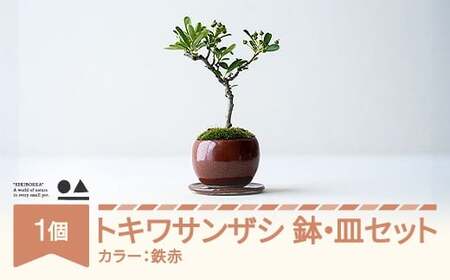 [鉢皿色・鉄赤] トキワサンザシ 常盤山査子 0.35kg 盆栽 植物 石木花 sw-botkx380 ※沖縄・離島への配送不可