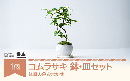 コムラサキ 鉢・皿セット 盆栽 植物 石木花 sw-bomrx400 ※沖縄・離島への配送不可
