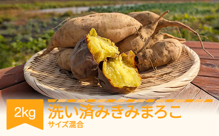 [先行予約]さつまいも きみまろこ 洗い済み 約2kg 村山市産 2026年産 令和8年産 山形県産 芋 ※沖縄・離島への配送不可 no-spkma2