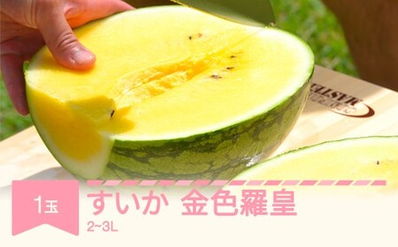 先行予約 すいか 金色羅皇 2L~3L 1玉 令和8年産 mk-sukrx21