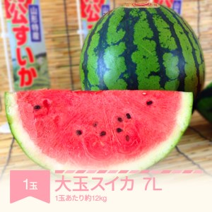 先行予約 大玉すいか 7L×1玉 2025年産 mk-suoox12
