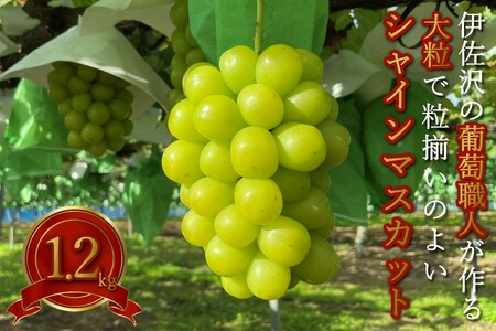 [2025年9〜10月発送]長井市伊佐沢のぶどう職人が作るシャインマスカット約1.2kg(2房)_H203(R7)