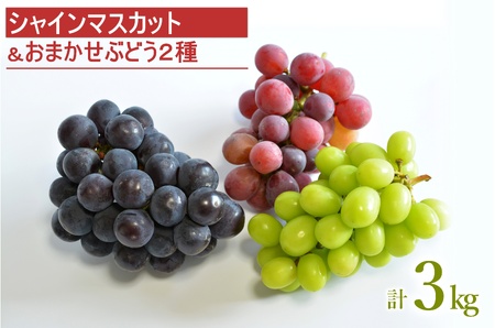 【2026年発送】安部ぶどう園のシャインマスカットとおまかせぶどう2種詰合せ約3kg_H220(R8)