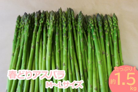 【2026年発送】春どりアスパラ（M～Lサイズ・1.5kg）_H050(R8)