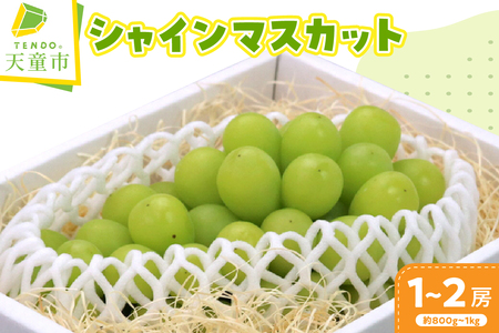 ぶどう ( シャインマスカット ) 1〜2房 フルーツ 果物 山形 08-03-008