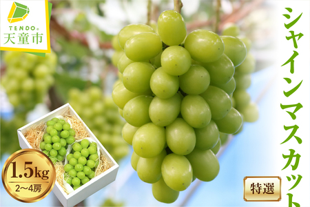 ぶどう ( 特選 シャインマスカット ) 約 1.5kg フルーツ 果物 山形 08-03-022