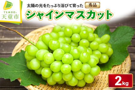 ぶどう ( シャインマスカット ) 約 2kg フルーツ 果物 山形 08-06-025