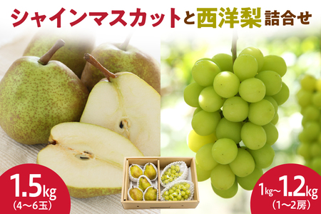 シャインマスカット と 西洋梨 詰合せ 約 2.5kg フルーツ 果物 山形 08-06-007