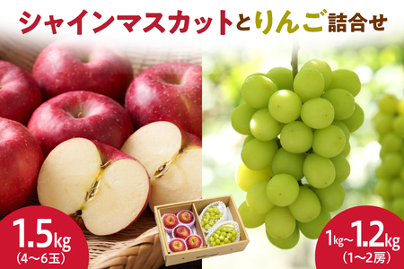 シャインマスカット と りんご 詰合せ 約 2.5kg フルーツ 果物 山形 08-06-008