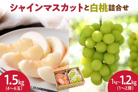 シャインマスカット と 白桃 詰合せ 約2.5kg フルーツ 果物 山形 08-06-018