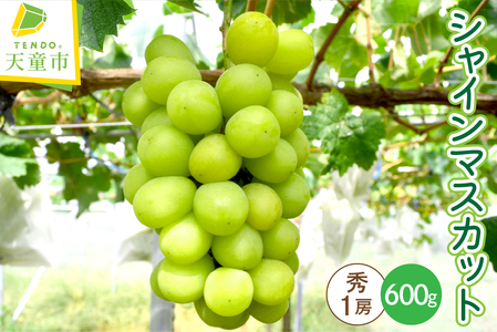 Ԃǂ ( VC}XJbg ) 1[ t[c ʕ R` 08-10-010