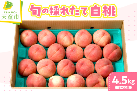 旬 の 採れたて 桃 4.5kg フルーツ 果物 山形 08-03-020
