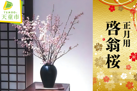 正月用 啓翁桜 切り花 08-01-054