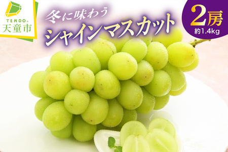 冬 に味わう『 シャインマスカット 』 約1.4kg フルーツ 果物 山形 08-01-067