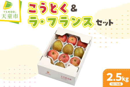 りんご (こうとく) & ラフランスセット 2.5kg 山形 果物 フルーツ 08-03-049