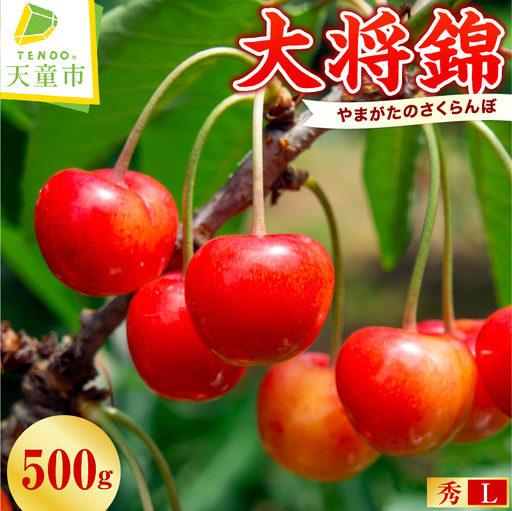 さくらんぼ ( 大将錦 ) 500g さくらんぼ 08-01-023