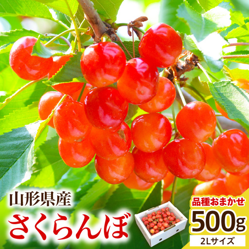 さくらんぼ 品種おまかせ 2L 500g 山形 08-10-025