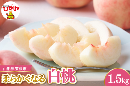 [令和8年産先行受付] 東根市産白桃 秀品 柔らかくなる桃 約1.5kg ベジフルひがしね 山形県 東根市 hi104-003(もも 桃 白桃 柔らかい やわらかめ フルーツ 果物 くだもの 産地直送 期間限定 特産品 お取り寄せ グルメ 旬 東北 山形県 送料無料 ふるさと納税)