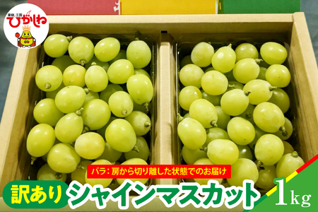 �y2026�N�Y�z�V���C���}�X�J�b�g �󂠂�o�� ��1kg �R�`�� �����s ���I�� hi062-066�@�i�R�`�� �����s ���k �ʕ� �t���[�c �������� �Ԃǂ� �V���C���}�X�J�b�g �V���C�� ���Ԍ��� �①�z�� ��