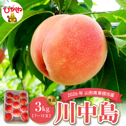 [2026年産] 白桃 川中島 3kg 白桃 川中島 桃 もも ピーチ