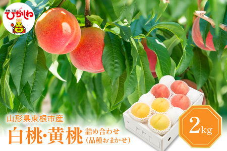 白桃&黄桃 詰め合わせ (品種おまかせ) 2kg (5〜9玉) 東根農産センター提供