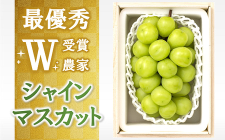 [令和7年産先行予約][最優秀賞W受賞農家] シャインマスカット 700g以上 (1房 特選) [令和7年9月中旬〜発送]『生産者 佐藤 大輔』 マスカット ぶどう 山形県 南陽市 [1031]