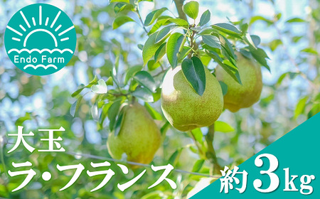 [令和7年産先行予約] [ネオニコフリー] 大玉 ラ・フランス 約3kg (8〜9玉 特秀 4〜5L) [令和7年11月上旬〜発送] 『遠藤果樹農園』 厳選 こだわり ラフランス 西洋梨 洋なし 果物 フルーツ デザート 山形県 南陽市 [1060-R7]