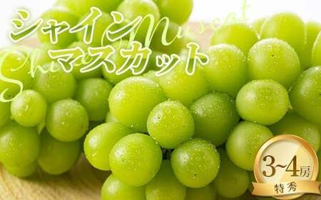 [令和8年産先行予約] シャインマスカット 約2kg以上 (3〜4房入り 特秀) [令和8年9月上旬〜発送] 『NOWAフルーツ』 マスカット ぶどう 種なし 果物 山形県 南陽市 [2247-R8]
