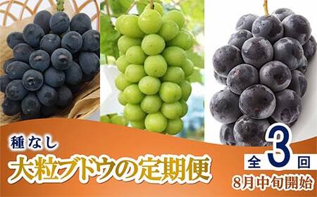 [令和8年産先行予約] [定期便3回] 種無し大粒ブドウ 定期便 [令和8年8月中旬〜発送] 『南陽中央青果市場』 葡萄 ぶどう ブドウ 果物 山形県 南陽市 [2586]