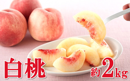[令和8年産先行予約] 白桃 約2kg (4〜10玉 秀) [令和8年8月上旬〜9月下旬発送] 『フードシステムズ』 モモ 果物 フルーツ 山形県 南陽市 [1382]