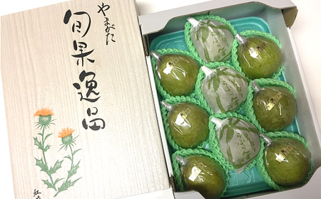 [令和7年産先行予約] [市農業祭最優秀賞受賞者] ラ・フランス 約3kg (6〜9玉 特秀 3〜6L) [令和7年11月上旬〜発送] 『長谷部農園』 洋梨 梨 果物 山形県 南陽市 [1208]