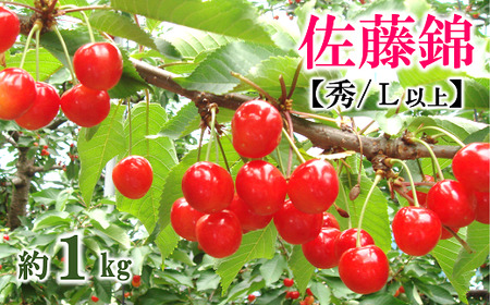 [令和7年産先行予約] さくらんぼ 「佐藤錦」 約1kg (約500g×2パック 秀 L以上) バラ詰め [令和7年6月中旬〜発送] 『マルタニ農園』 小分け サクランボ 山形県 南陽市 [1217]