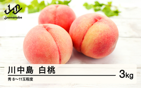 ≪先行予約≫ 贈答用 2025年 山形県産 川中島白桃 秀 3kg(8〜11玉) 2025年8月下旬から順次発送 柔らかくなる桃 もも 夏果実 果物 フルーツ F21A-419