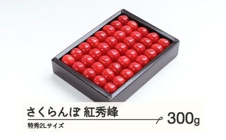 [先行予約] さくらんぼ 紅秀峰 特秀2Lサイズ 300g 化粧箱鏡詰め 2024年産 令和6年産 山形県産 ns-bst2x300