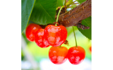 ≪先行予約≫ 2025年 山形県産 さくらんぼ 紅秀峰 バラ詰め（パック） 500g 秀 L～2L サクランボ F21A-455