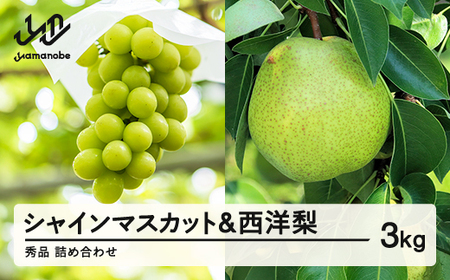 ss\tVC}XJbg Gi & m lߍ킹 3kg ߘa8NY 2026NY ʕ  m Eւ̔zs ns-fssyx3