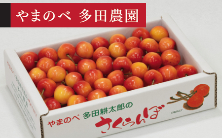 ss\t2026N R`Y [jA ol 700g ܂̂בckŶ TN{ tn-rnx2b700