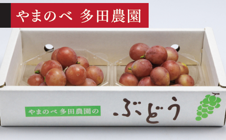[先行予約]2026年 山形県産 クイーンニーナ ダイヤパック2P やまのべ多田農園のぶどう tn-buqnd2